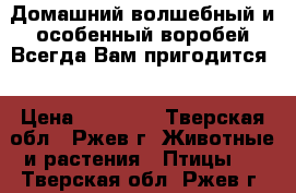 Домашний,волшебный и особенный воробей.Всегда Вам пригодится. › Цена ­ 10 000 - Тверская обл., Ржев г. Животные и растения » Птицы   . Тверская обл.,Ржев г.